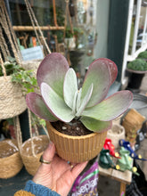 Load image into Gallery viewer, Kalanchoe thyrsiflora / Paddle Plant
