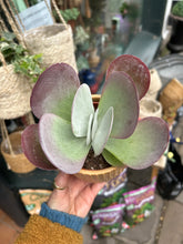 Load image into Gallery viewer, Kalanchoe thyrsiflora / Paddle Plant
