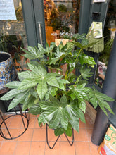 Load image into Gallery viewer, Fatsia japonica / Japanese Aralia - 21cm Pot - *Local Delivery or Local Pick Up Only*
