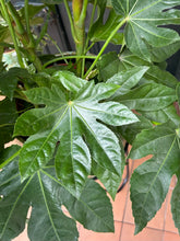 Load image into Gallery viewer, Fatsia japonica / Japanese Aralia - 21cm Pot - *Local Delivery or Local Pick Up Only*
