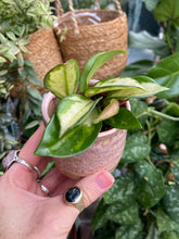 Load image into Gallery viewer, Hoya carnosa Tricolor 5.5cm Pot - Wax Plant
