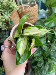 Hoya carnosa Tricolor 5.5cm Pot - Wax Plant