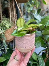 Load image into Gallery viewer, Hoya carnosa Tricolor 5.5cm Pot - Wax Plant
