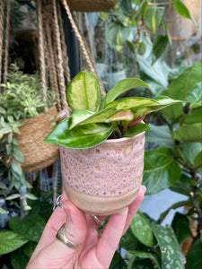 Hoya carnosa Tricolor 5.5cm Pot - Wax Plant