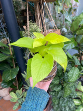 Load image into Gallery viewer, Epipremnum aureum Neon - Golden Pothos
