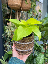 Load image into Gallery viewer, Epipremnum aureum Neon - Golden Pothos
