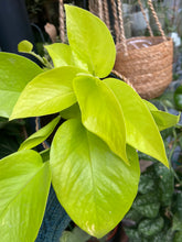 Load image into Gallery viewer, Epipremnum aureum Neon - Golden Pothos
