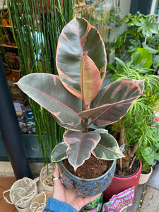 Ficus elastica Belize / Variegated Rubber Plant - 14cm Pot