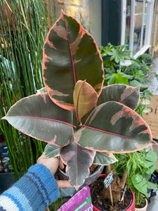 Ficus elastica Belize / Variegated Rubber Plant - 14cm Pot