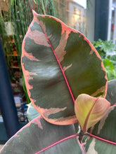 Load image into Gallery viewer, Ficus elastica Belize / Variegated Rubber Plant - 14cm Pot
