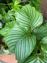 Load image into Gallery viewer, Calathea orbifolia / Prayer Plant - *Local Delivery or Local Pick Up Only*

