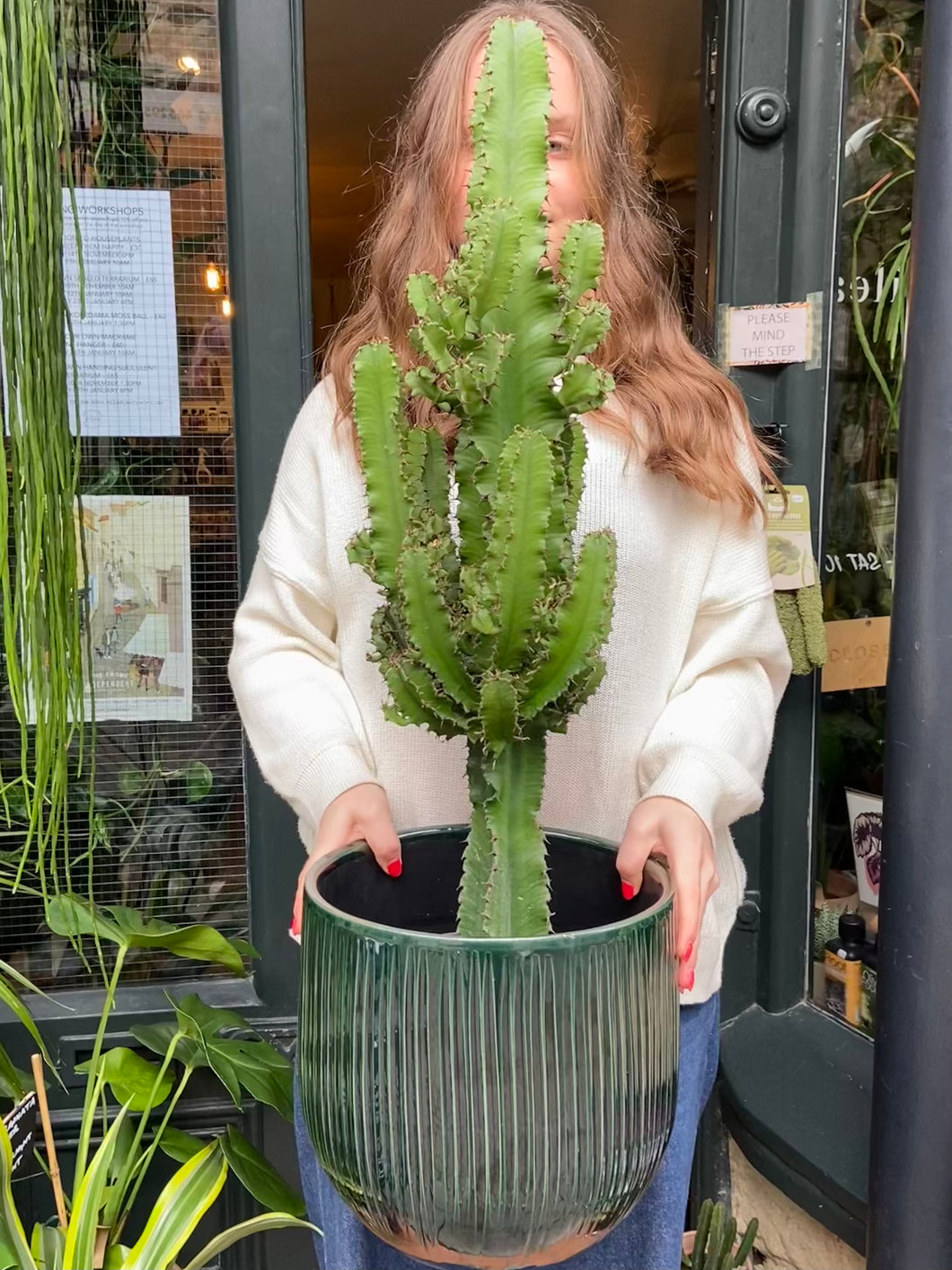 Euphorbia ingens / Candelabra Cactus - 19cm Pot -  *Local Delivery or Local Pick Up Only*