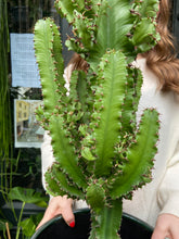 Load image into Gallery viewer, Euphorbia ingens / Candelabra Cactus - 19cm Pot -  *Local Delivery or Local Pick Up Only*
