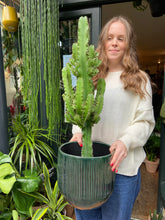 Load image into Gallery viewer, Euphorbia ingens / Candelabra Cactus - 19cm Pot -  *Local Delivery or Local Pick Up Only*
