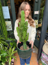 Load image into Gallery viewer, Euphorbia ingens / Candelabra Cactus - 19cm Pot -  *Local Delivery or Local Pick Up Only*
