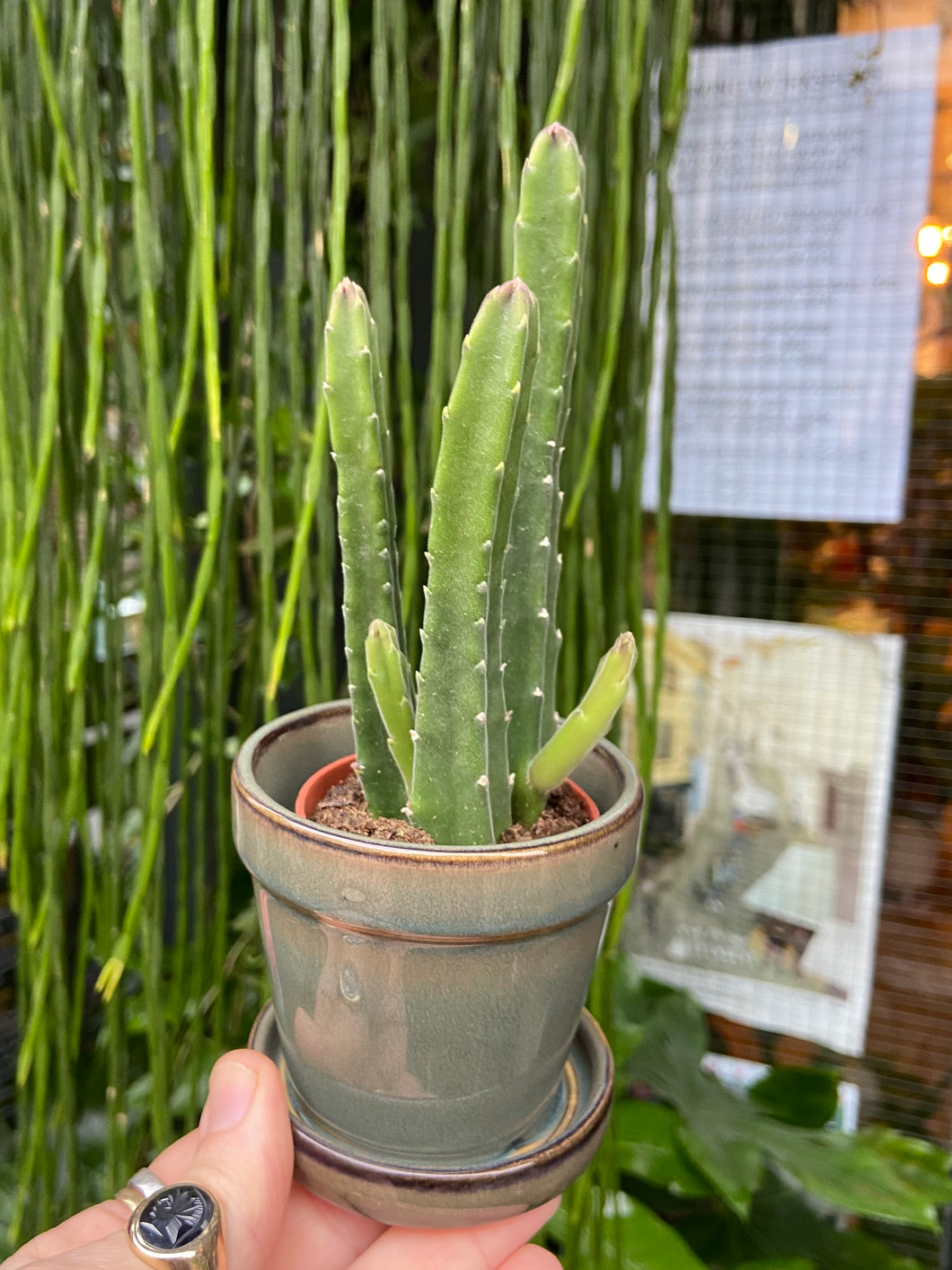 Stapelia leendertziae / Pickle Plant