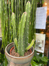 Load image into Gallery viewer, Stapelia leendertziae / Pickle Plant

