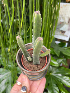 Stapelia leendertziae / Pickle Plant