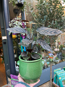 Calathea ornata Sanderiana - Pinstripe Calathea