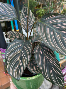 Calathea ornata Sanderiana - Pinstripe Calathea