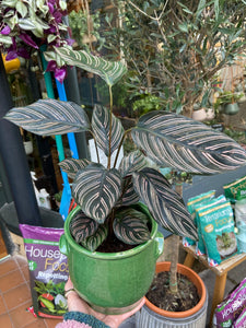 Calathea ornata Sanderiana - Pinstripe Calathea