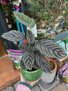 Calathea ornata Sanderiana - Pinstripe Calathea