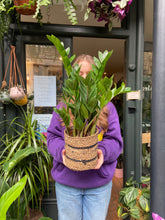 Load image into Gallery viewer, Zamioculcas zamiifolia - *Local Delivery or Local Pick Up Only*
