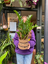 Load image into Gallery viewer, Zamioculcas zamiifolia 14cm pot - *Local Delivery or Local Pick Up Only*

