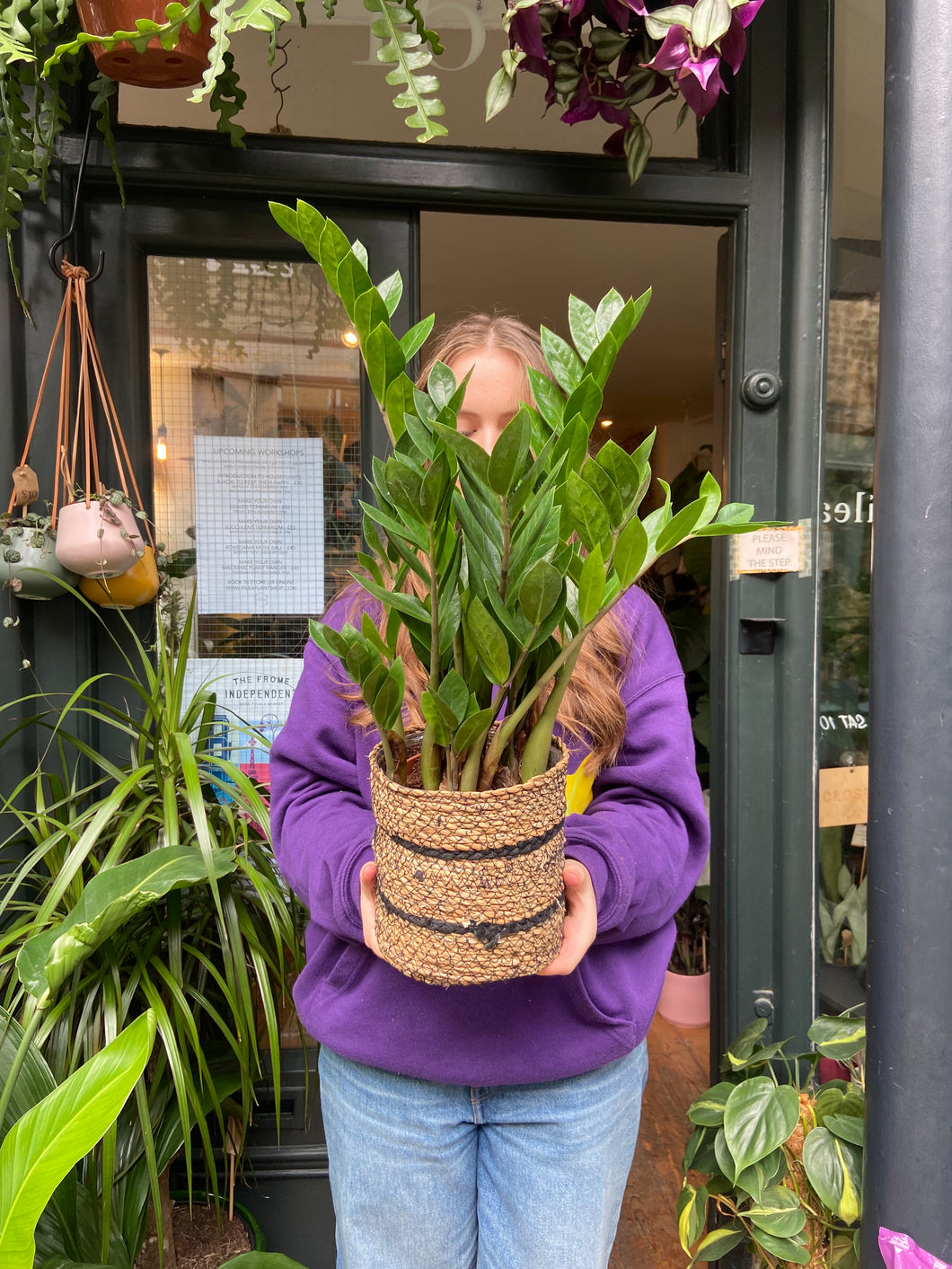 Zamioculcas zamiifolia 14cm pot - *Local Delivery or Local Pick Up Only*