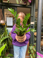 Load image into Gallery viewer, Zamioculcas zamiifolia 14cm pot - *Local Delivery or Local Pick Up Only*
