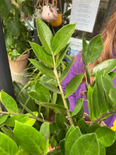 Load image into Gallery viewer, Zamioculcas zamiifolia 14cm pot - *Local Delivery or Local Pick Up Only*
