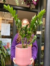 Load image into Gallery viewer, Zamioculcas zamiifolia 21cm Pot - *Local Delivery or Local Pick Up Only*
