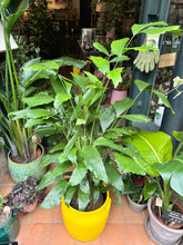 Load image into Gallery viewer, Caryota mitis / Fish Tail Palm - *Local Delivery or Local Pick Up Only*
