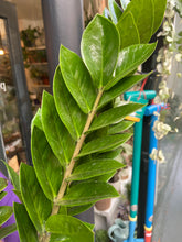 Load image into Gallery viewer, Zamioculcas zamiifolia 21cm Pot - *Local Delivery or Local Pick Up Only*
