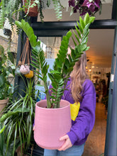Load image into Gallery viewer, Zamioculcas zamiifolia 21cm Pot - *Local Delivery or Local Pick Up Only*
