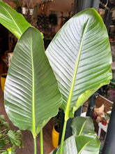 Load image into Gallery viewer, Strelitzia nicolai / Bird Of Paradise - 24cm Pot - *Local Delivery or Local Pick Up Only*
