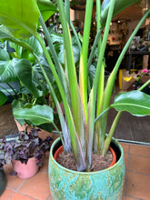 Load image into Gallery viewer, Strelitzia nicolai / Bird Of Paradise - 24cm Pot - *Local Delivery or Local Pick Up Only*
