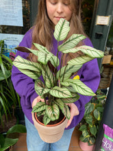 Load image into Gallery viewer, Calathea whitestar - *Local Delivery or Local Pick Up Only*
