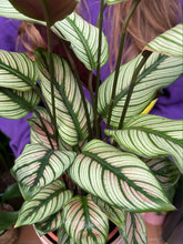 Load image into Gallery viewer, Calathea whitestar - *Local Delivery or Local Pick Up Only*

