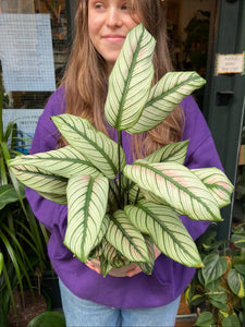 Calathea whitestar - *Local Delivery or Local Pick Up Only*