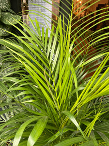Dypsis lutescens Areca Palm - *Local Delivery or Local Pick Up Only*