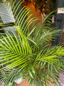 Dypsis lutescens Areca Palm - *Local Delivery or Local Pick Up Only*