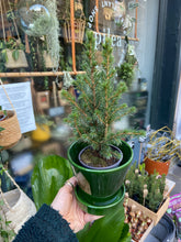 Load image into Gallery viewer, Picea glauca Perfecta / Dwarf Conifer
