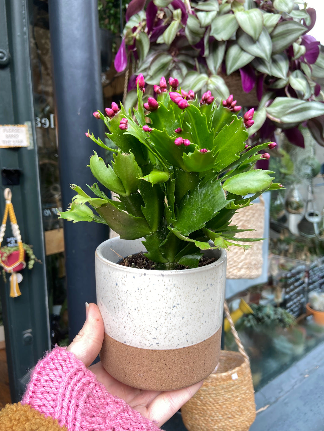 Schlumbergera / Christmas Cactus - 9cm Pot