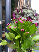 Load image into Gallery viewer, Schlumbergera - Christmas Cactus
