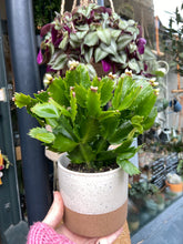 Load image into Gallery viewer, Schlumbergera - Christmas Cactus

