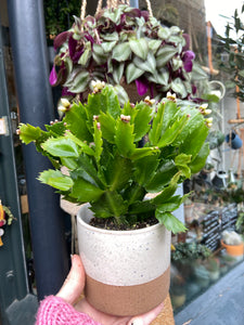 Schlumbergera - Christmas Cactus