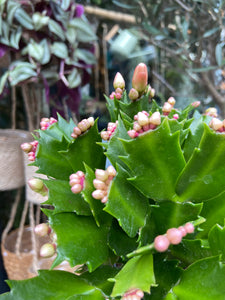 Schlumbergera - Christmas Cactus