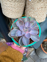 Load image into Gallery viewer, Echeveria Perle Von Nurnberg
