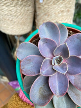 Load image into Gallery viewer, Echeveria Perle Von Nurnberg
